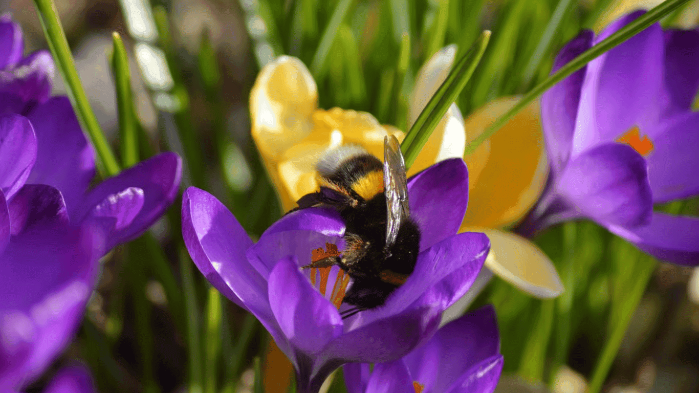 humla bland krokus.png