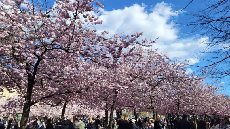 Stockholm i vårskrud