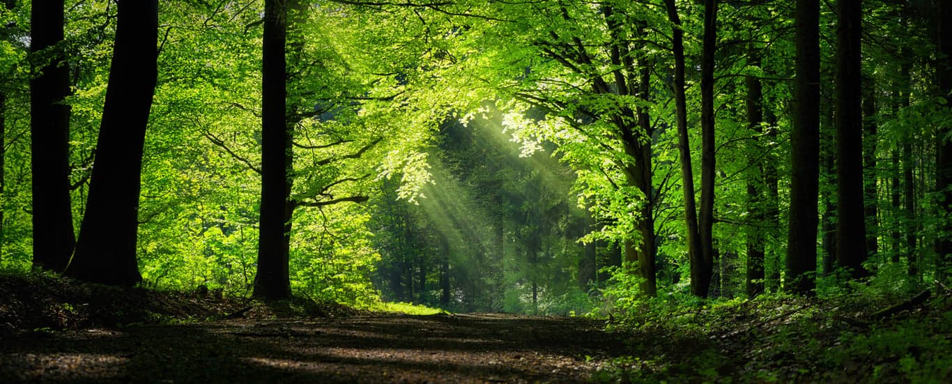Natur_AdobeStock_285297581.jpg
